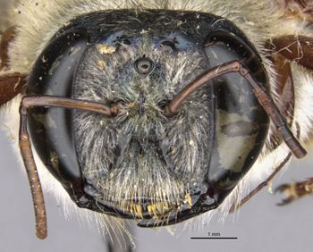 Media type: image;   Entomology 16249 Aspect: head frontal view